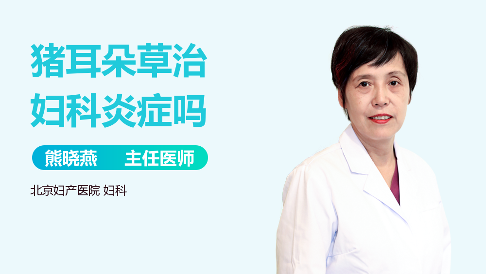 猪耳朵草治妇科炎症吗