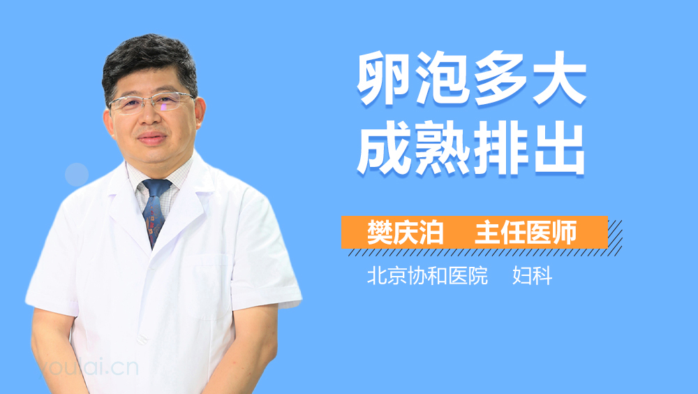 卵泡多大成熟排出