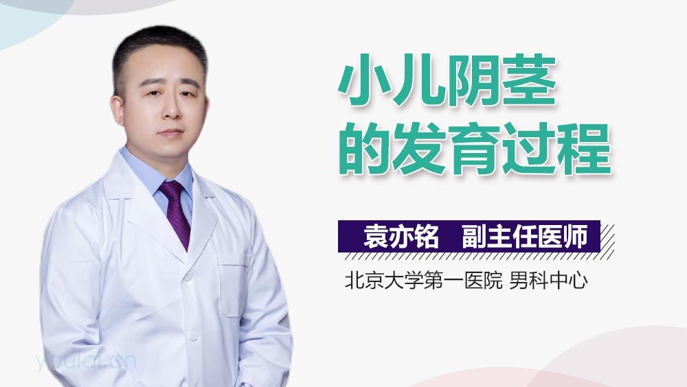 小儿阴茎的发育过程