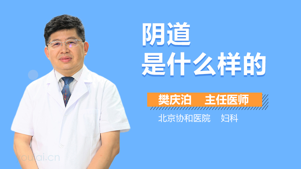 阴道是什么样的