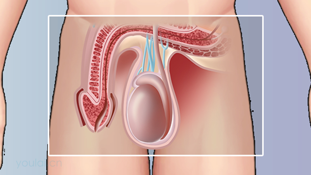 睾丸的位置、形态、结构及功能