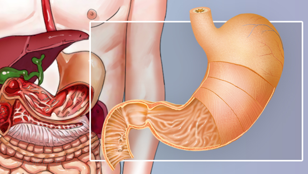 胃的位置、形态、结构及功能