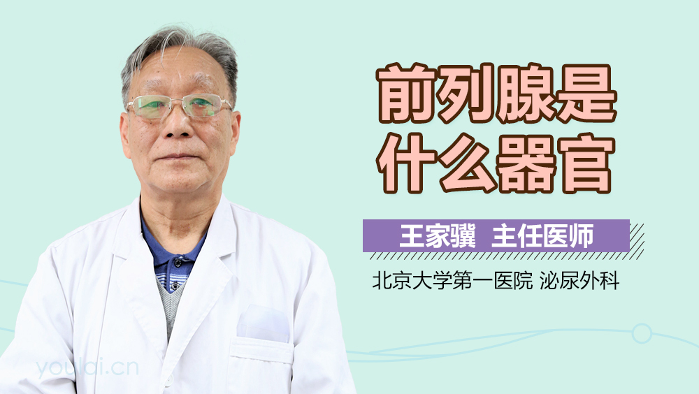 前列腺是什么器官