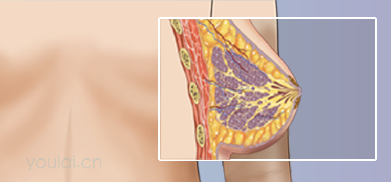 乳房的位置、形态、结构及功能