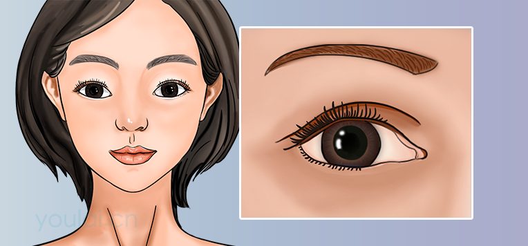 眼的位置、结构及功能