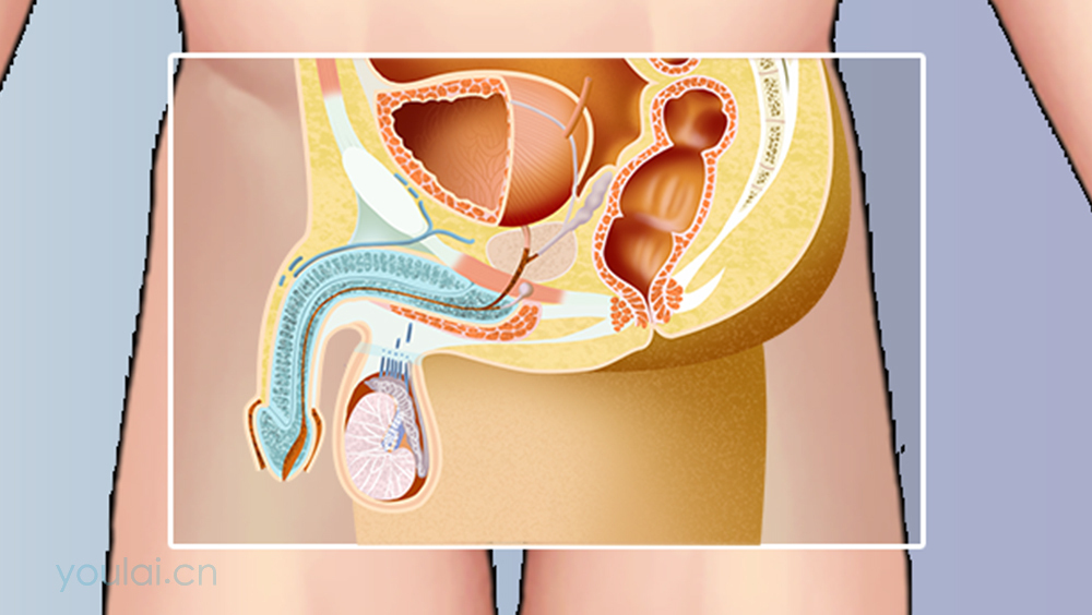 阴茎的位置、结构及功能
