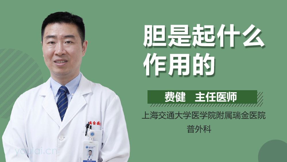 胆是起什么作用的