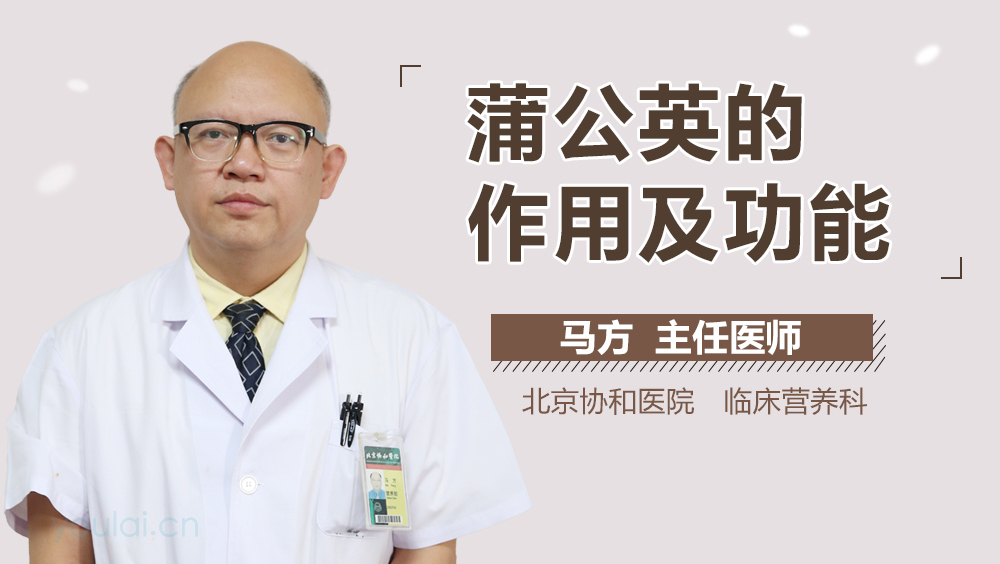 蒲公英的作用及功能