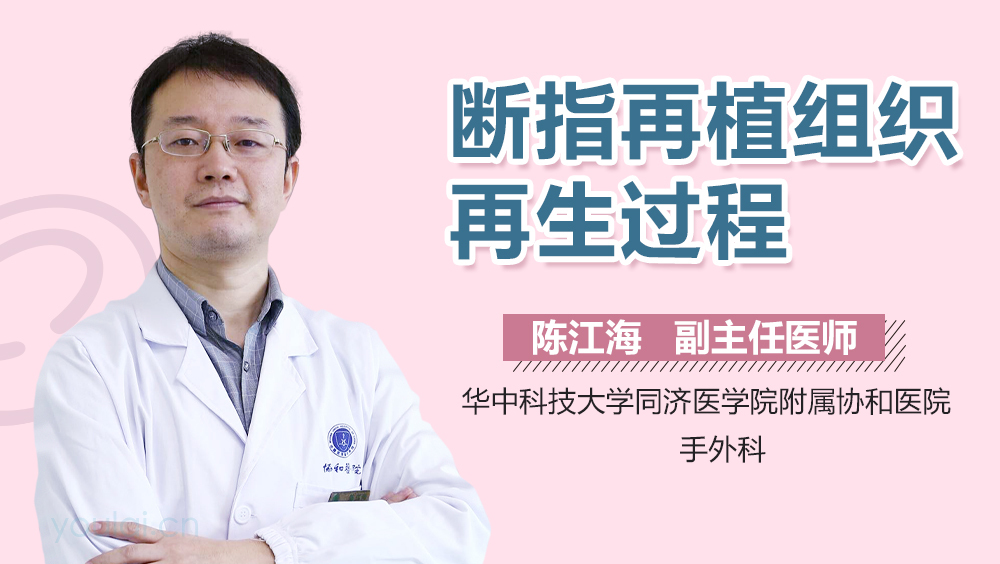断指再植组织再生过程