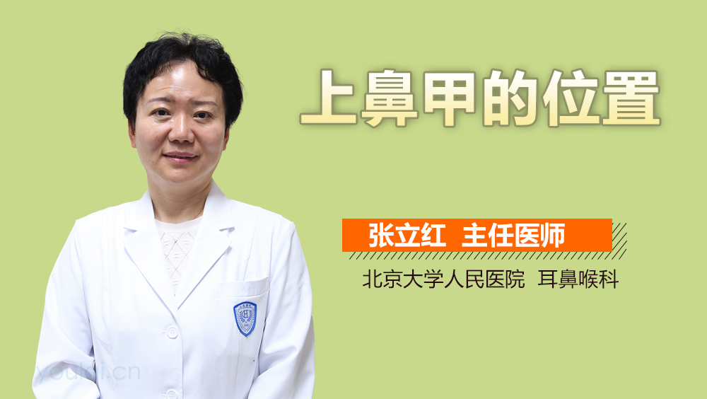 上鼻甲的位置