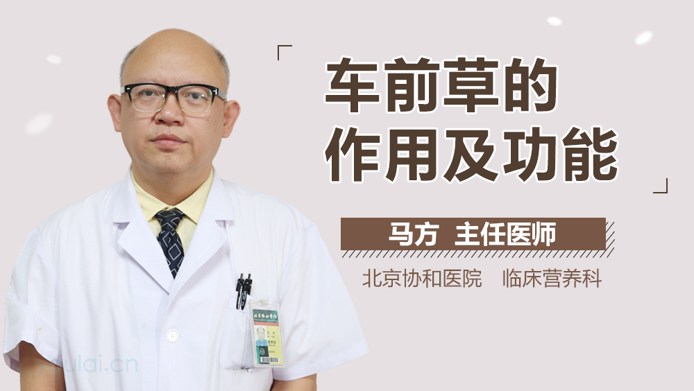 车前草的作用及功能