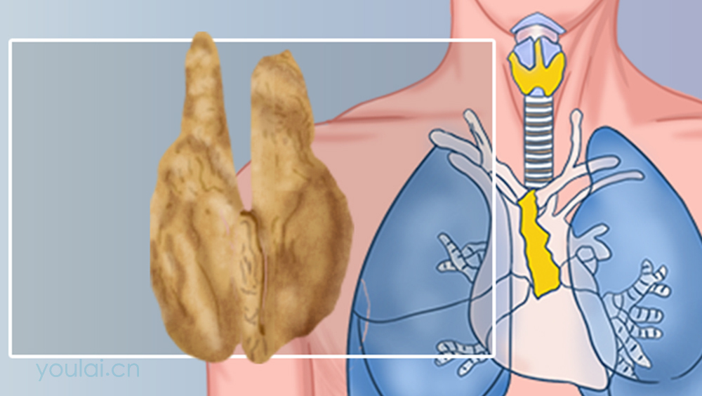 胸腺的位置、结构及功能