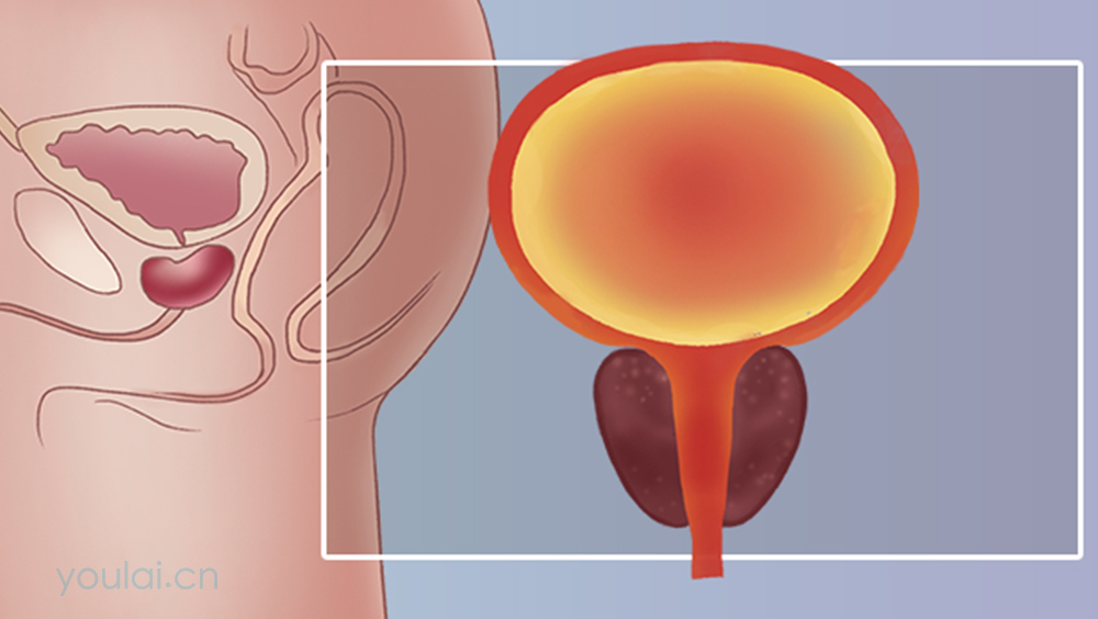 前列腺的位置、形态、结构及功能