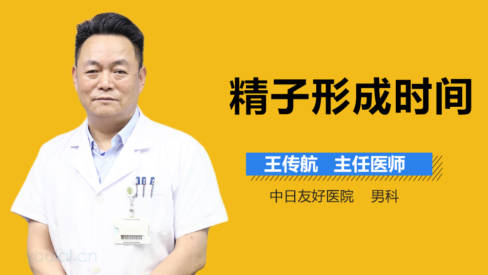 精子形成时间