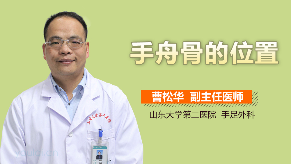 手舟骨的位置