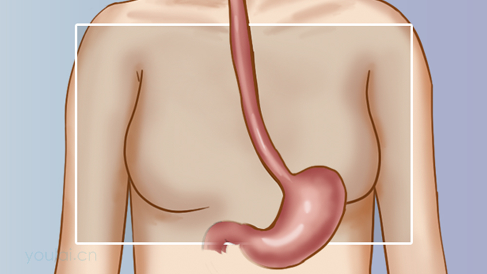 食管的位置、形态、结构及功能