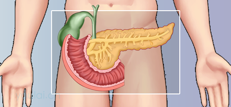 胰岛的位置、结构及功能