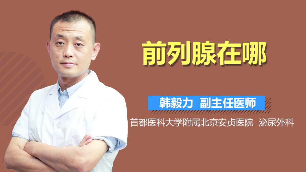 前列腺在哪