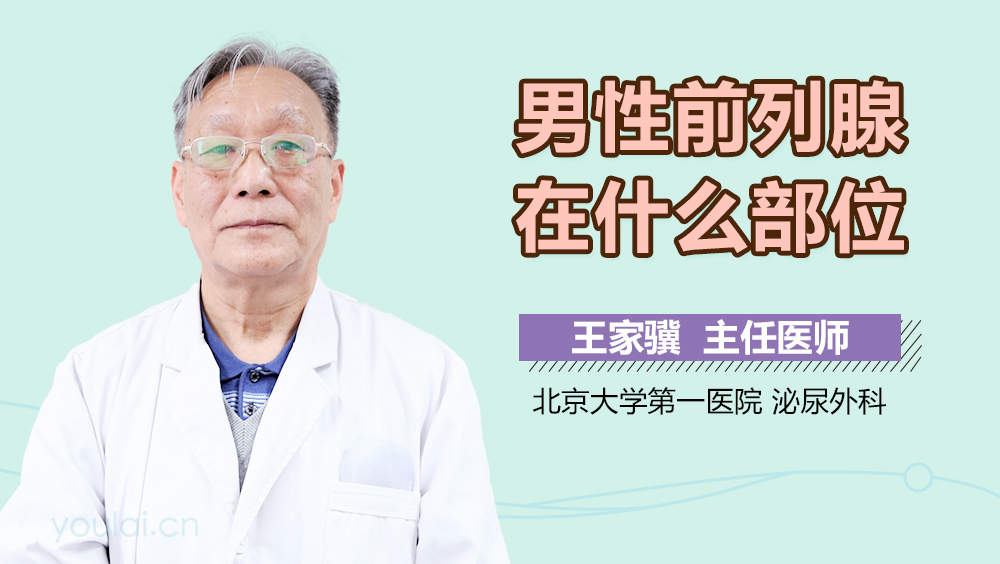男性前列腺在什么部位