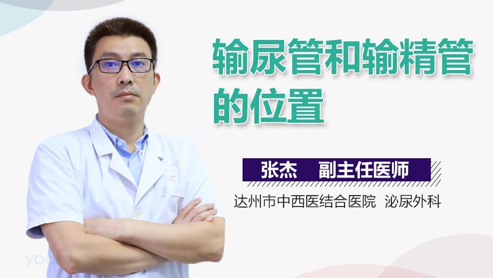 输尿管和输精管的位置