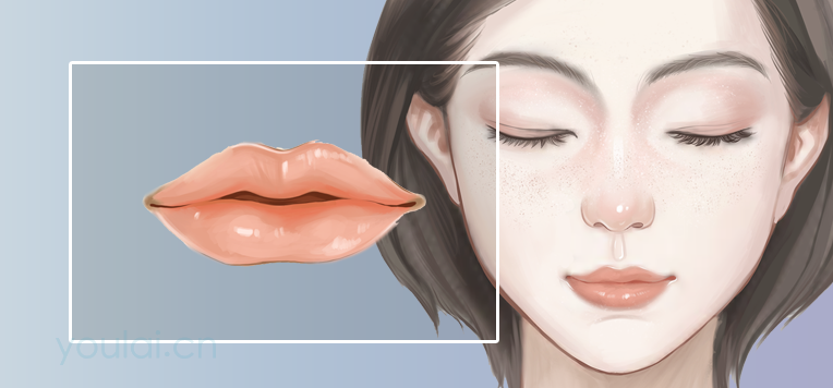 口唇的位置、结构及功能