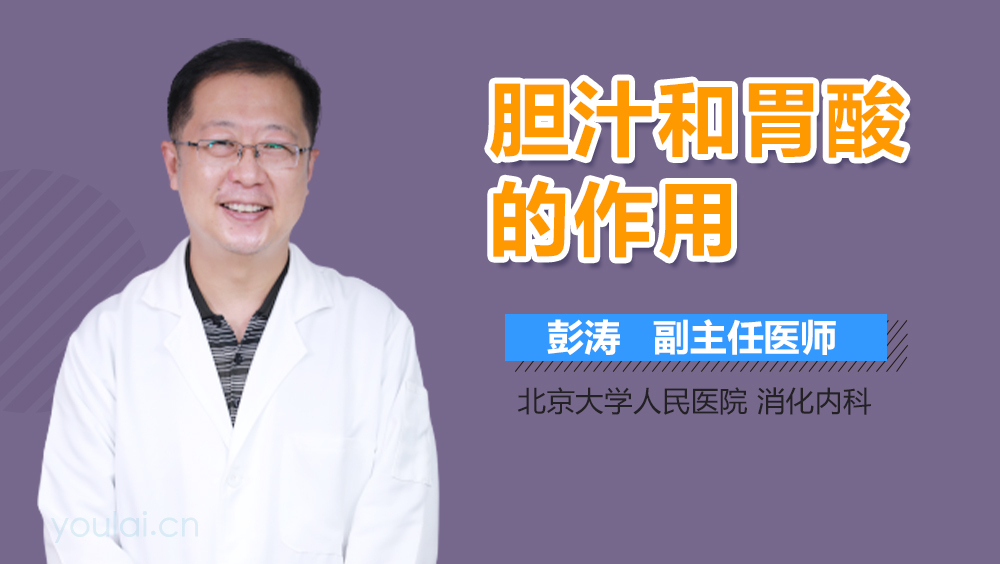胆汁和胃酸的作用