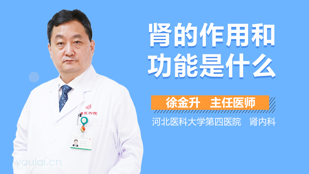 肾的作用和功能是什么