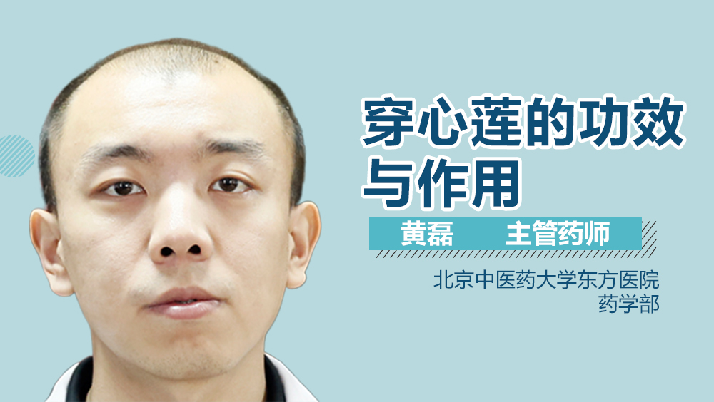 穿心莲的功效与作用