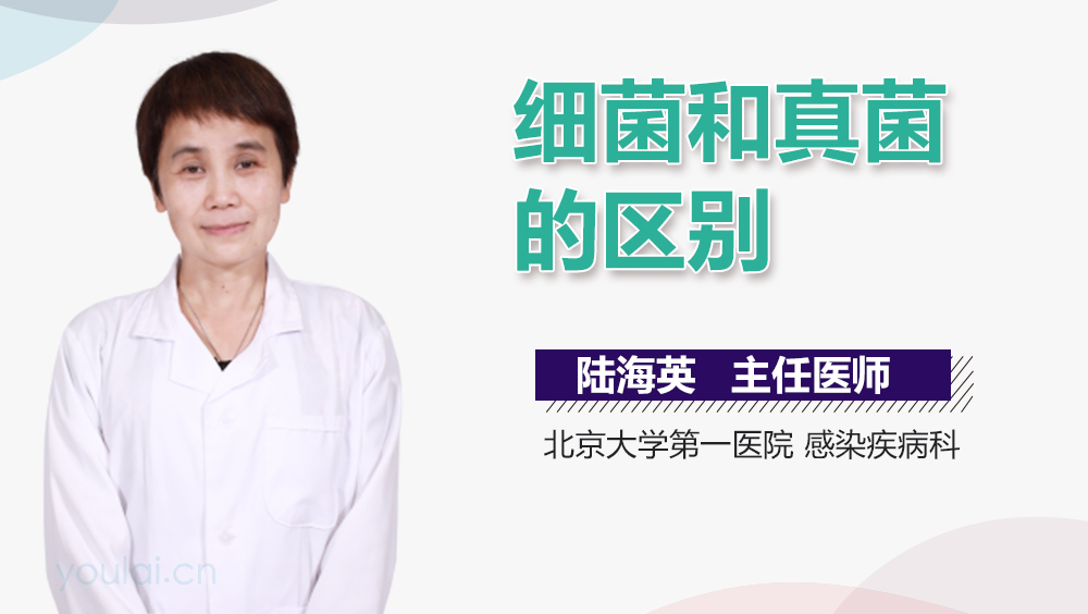 细菌和真菌的区别