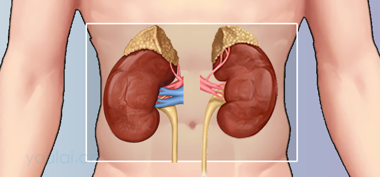 肾的位置、结构及功能