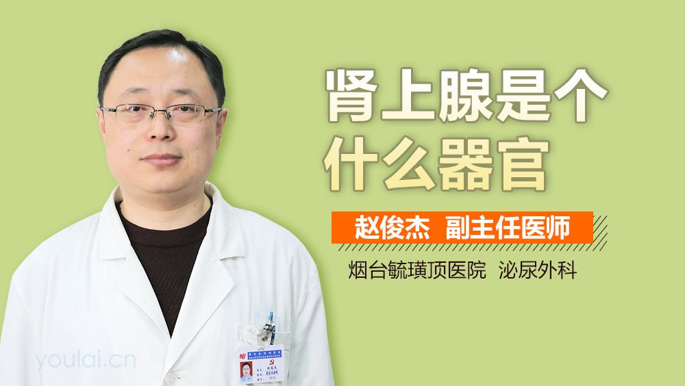 肾上腺是个什么器官