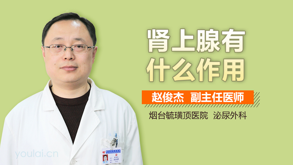 肾上腺有什么作用