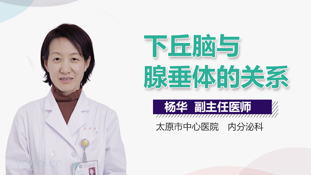 下丘脑与腺垂体的关系